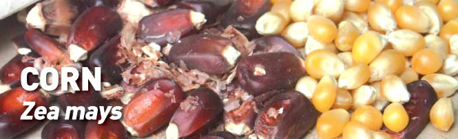 Corn Zea mays