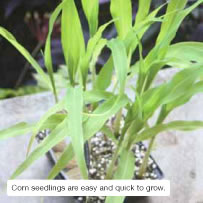 Corn seedlings are easy and quick to grow.