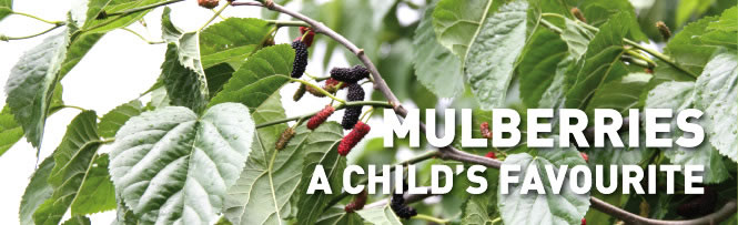 Mulberries - a child's favourite