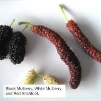 Black Mulberry, White Mulberry and Red Shahtoot.