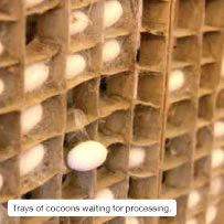 Trays of cocoons waiting for processing.
