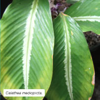 Calathea mediopicta