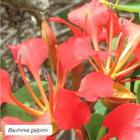 Bauhinia galpinii 