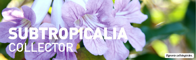 Bignonia callistegioides.