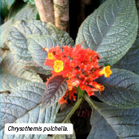 Chrysothemis pulchella.