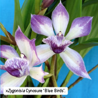 ×Zygonisia Cynosure ‘Blue Birds’.