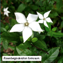 Rosenbergiodendron formosum.